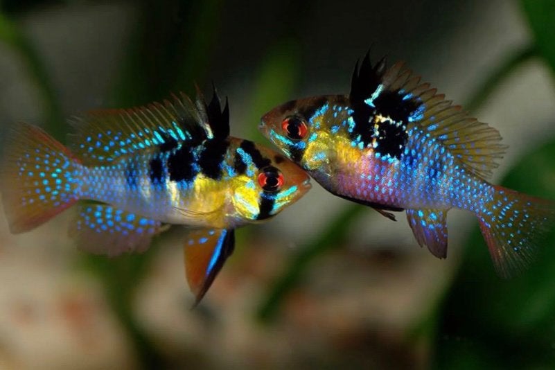 Wildvorm Ramirezi Kweekkoppels, Animaux & Accessoires, Poisson, Poisson d'eau douce