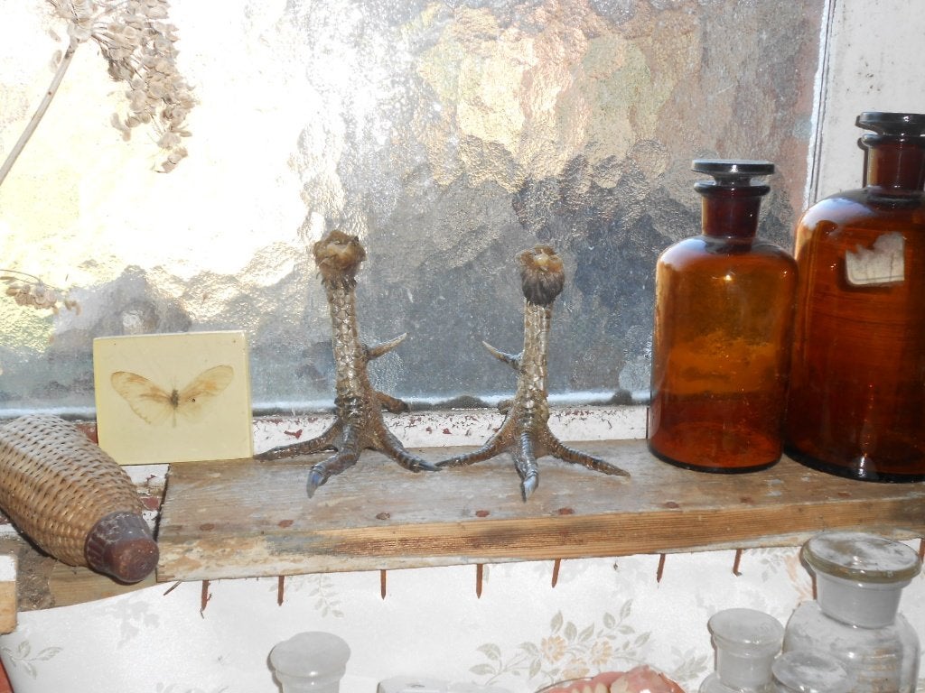 curiosa hanenpoten gedroogd, Collections, Collections Animaux, Enlèvement ou Envoi, Comme neuf, Animal de ferme, Autres types