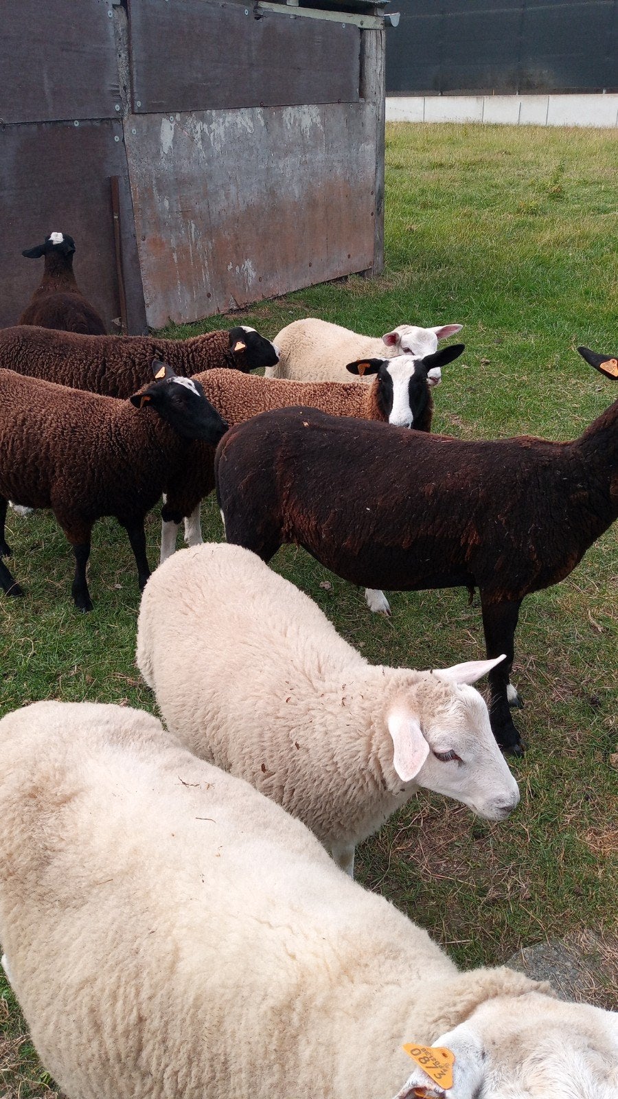 mouton, Animaux & Accessoires, Moutons, Chèvres & Cochons