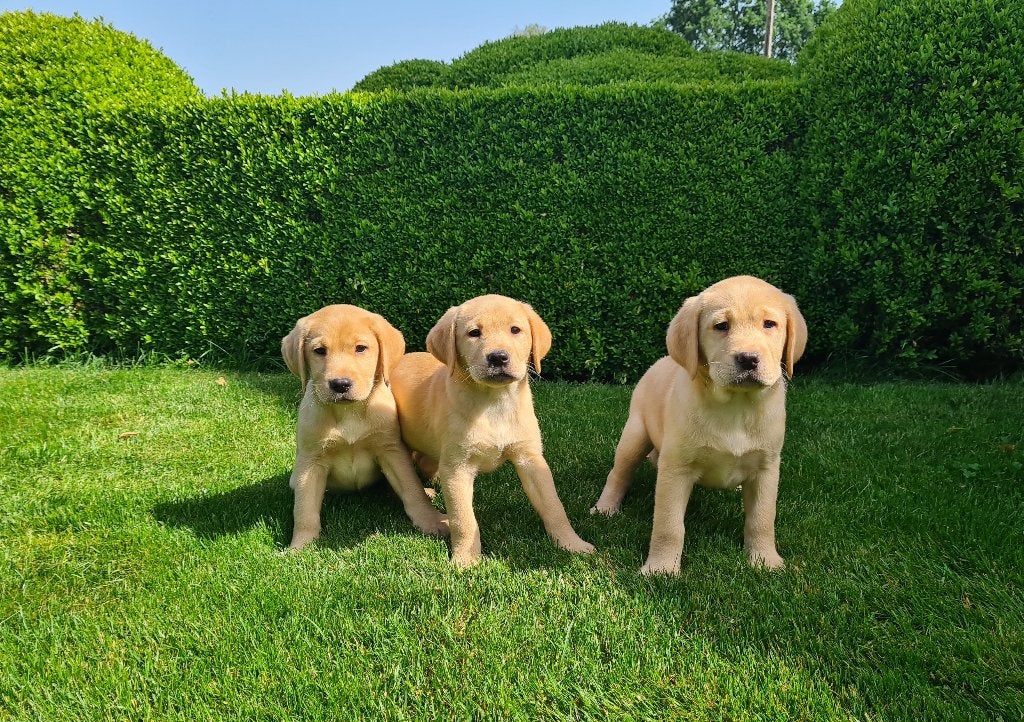 chiots labrador, Animaux & Accessoires, Chiens | Retrievers, Épagneuls & Chiens d'eau, Plusieurs animaux, Labrador retriever, Éleveur | Professionnel