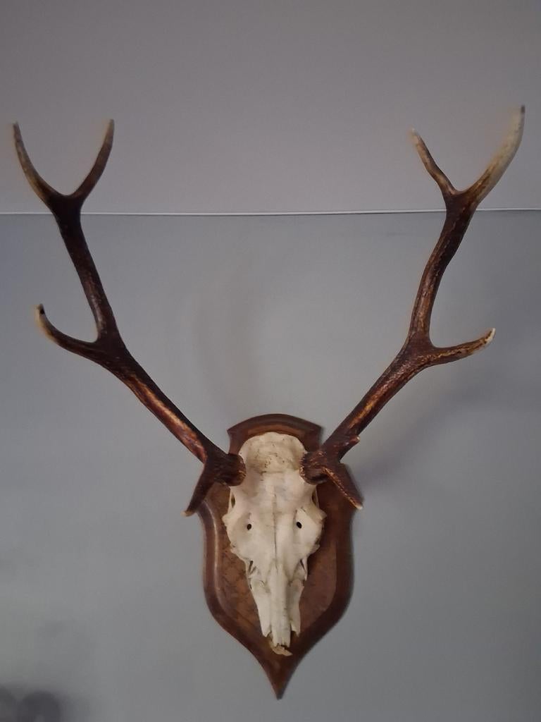 Schedel met gewei, Ophalen, Schedel