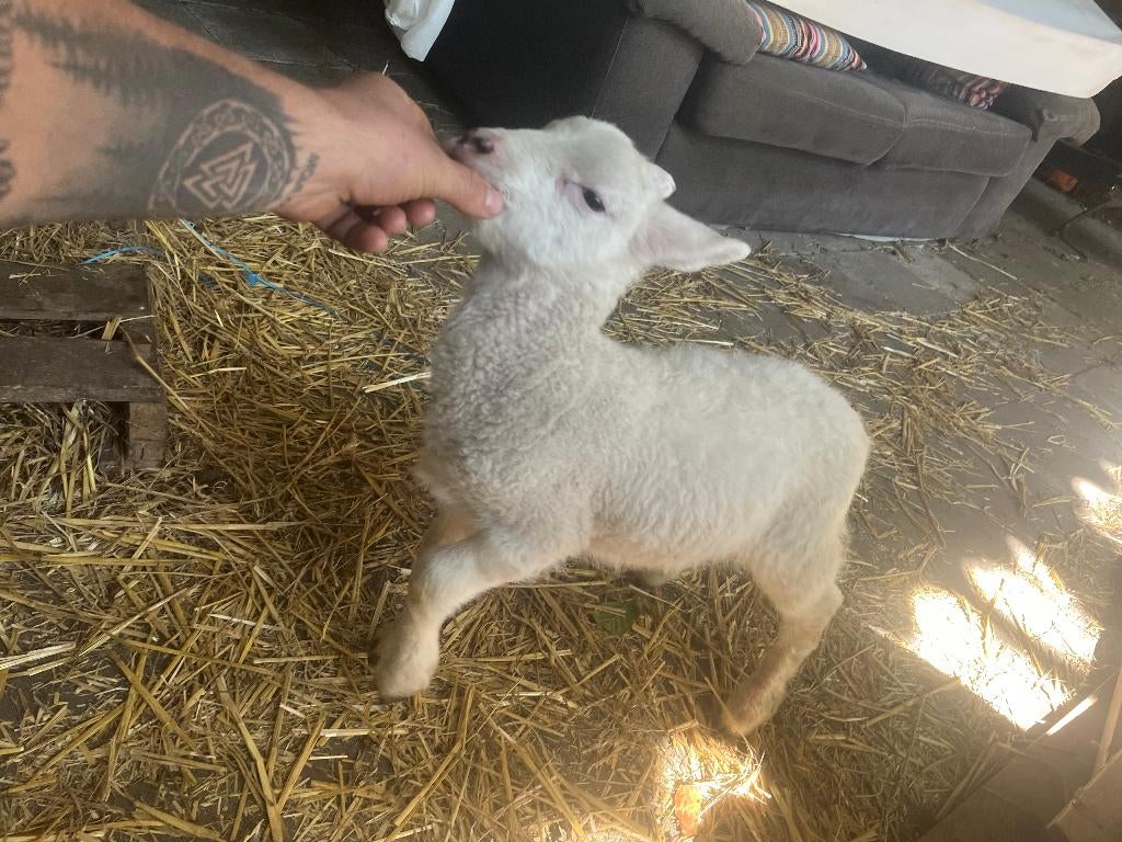 pap fles lammeren, Dieren en Toebehoren, Schapen, Geiten en Varkens, Schaap, Meerdere dieren, 0 tot 2 jaar