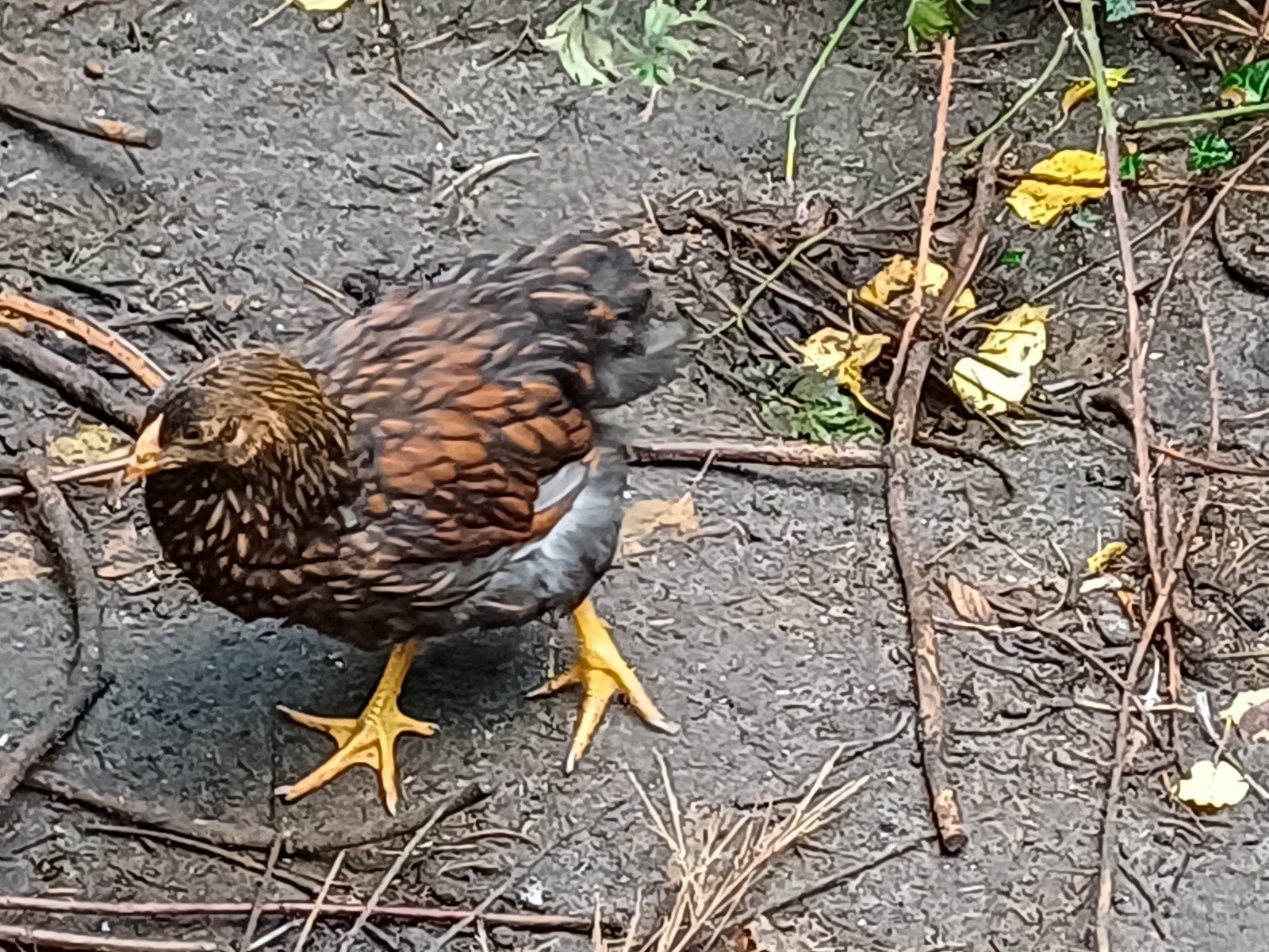 3 jonge wyandotte hennen