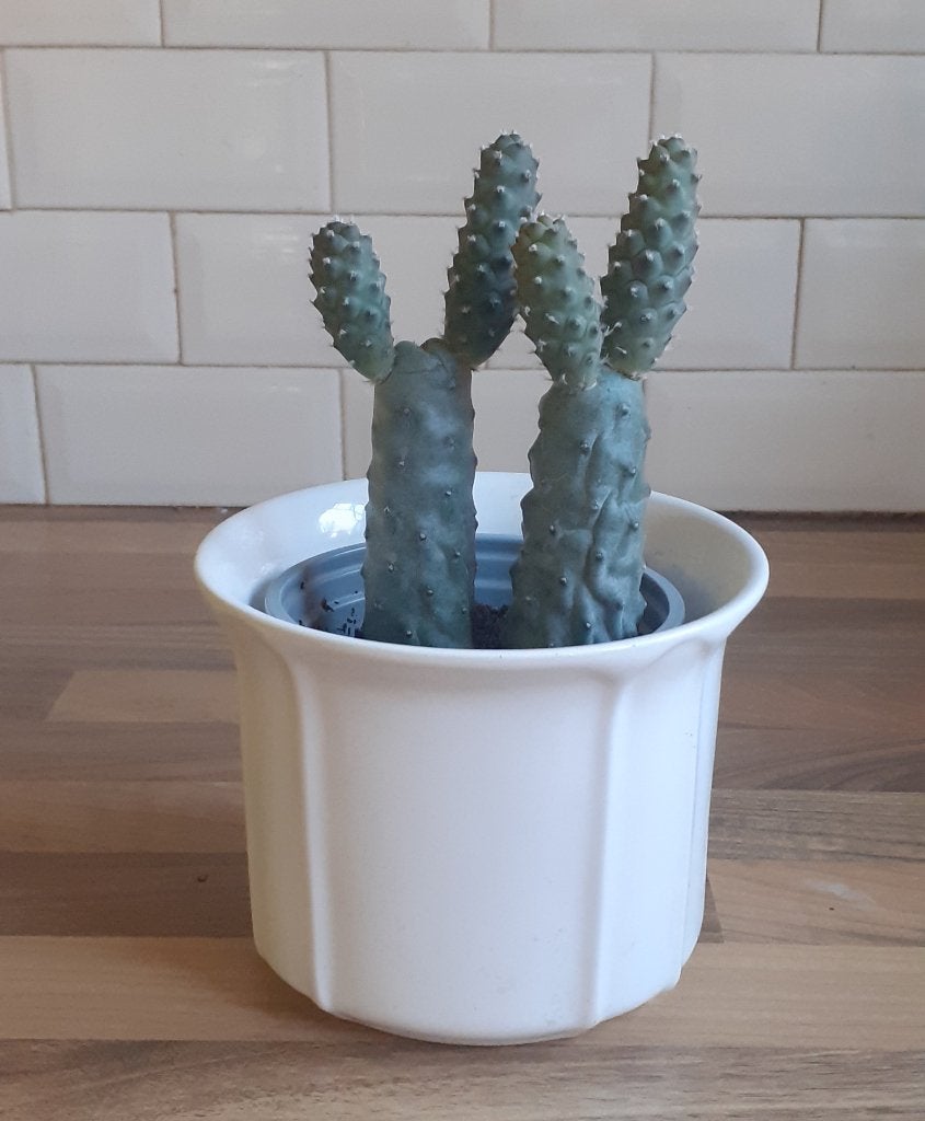 Verschillende cactussen, Ophalen