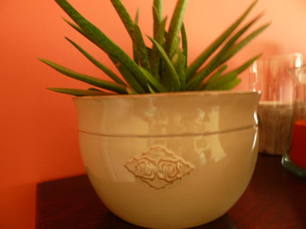 Vetplant in mooie pot, Huis en Inrichting, Kamerplanten, Ophalen, Vetplant, In pot, Minder dan 100 cm