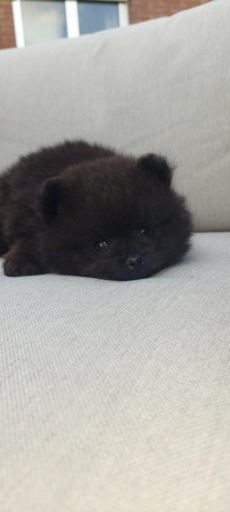 Pomeranian / Pomeriaan, Animaux & Accessoires, Chiens | Huskys, Loulous & Types primitifs, Loulou, Chien (mâle), Belgique, 8 à 15 semaines