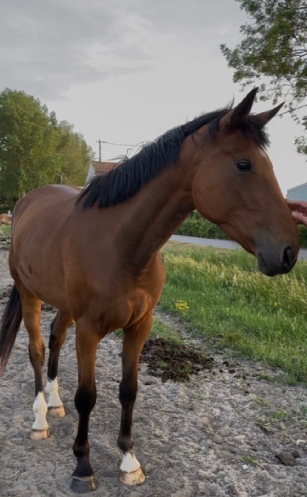 Paard te koop, Dieren en Toebehoren, Ruin, Ontwormd