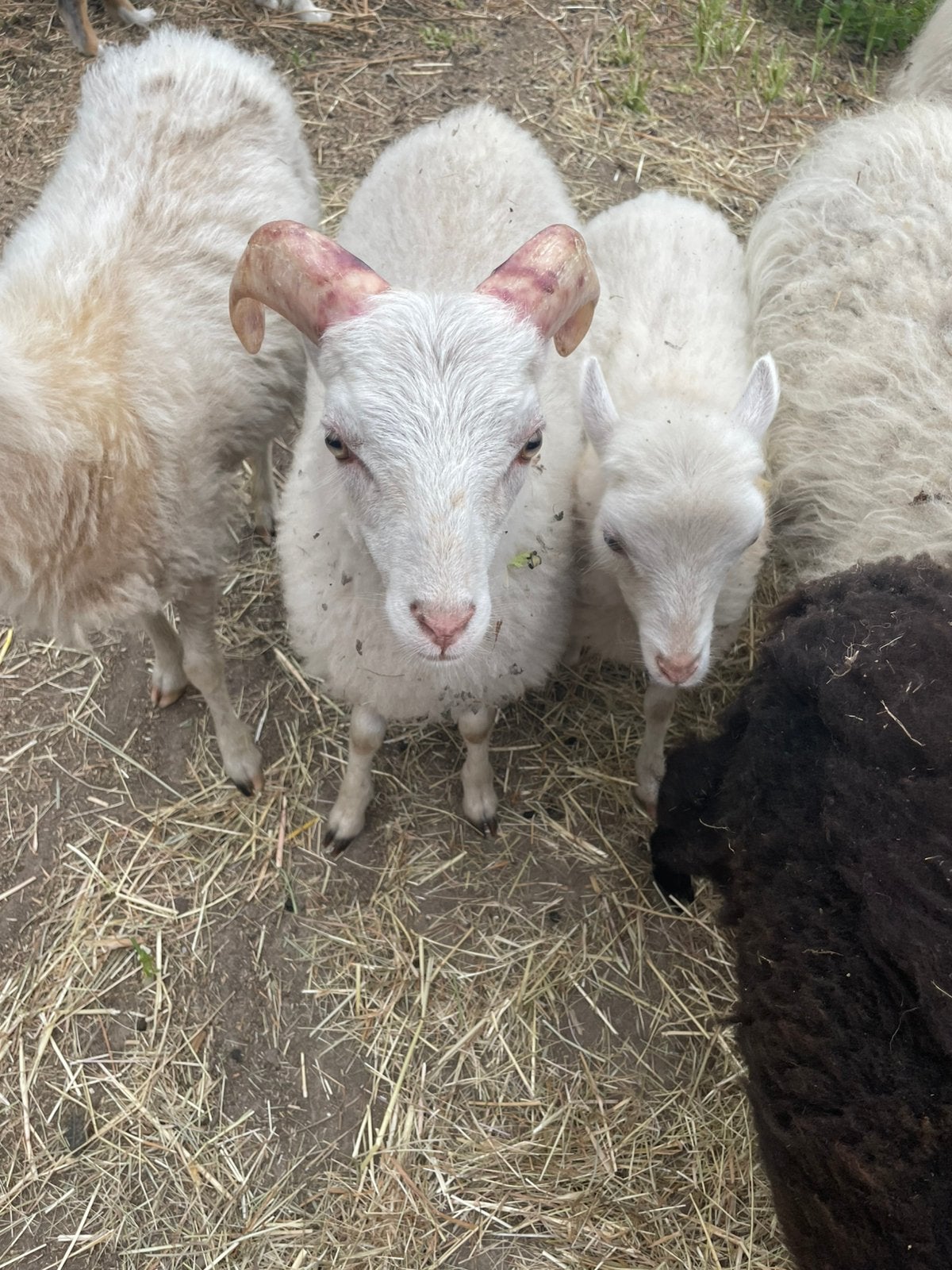 Ouessant  ram, Animaux & Accessoires, Moutons, Chèvres & Cochons, Mâle, Mouton, 0 à 2 ans