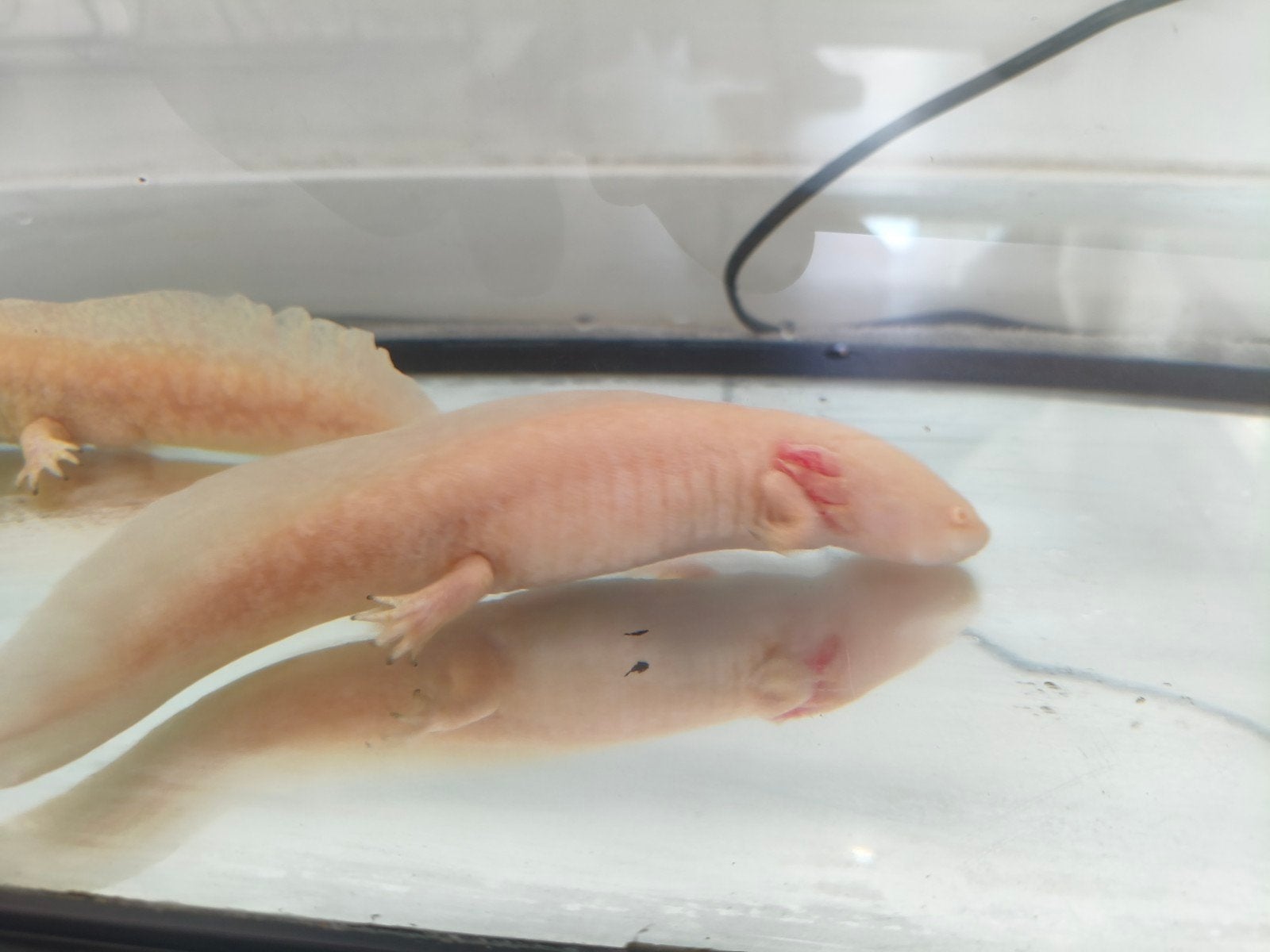 axolotl couple met aquarium en accessoires, Dieren en Toebehoren