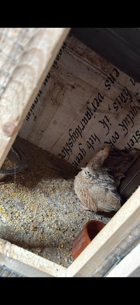 Kwartels, Meerdere dieren, Overige soorten