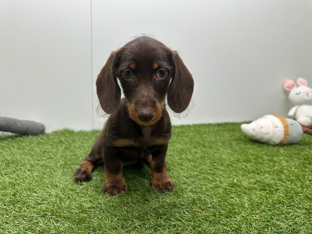 Nid de teckels Shaggy, 15 semaines à 1 an, Maladie de Carré (chiens), Éleveur | Professionnel, Poils durs