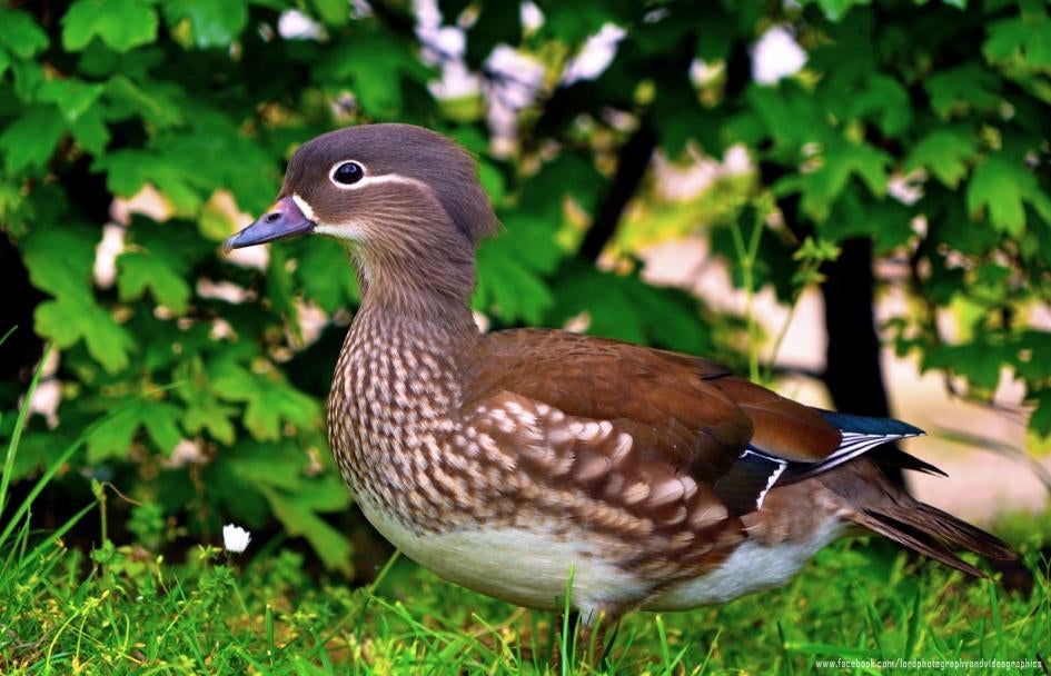 gevraagd vrouwtje mandarijneend, Animaux & Accessoires, Volatiles, Femelle, Canard