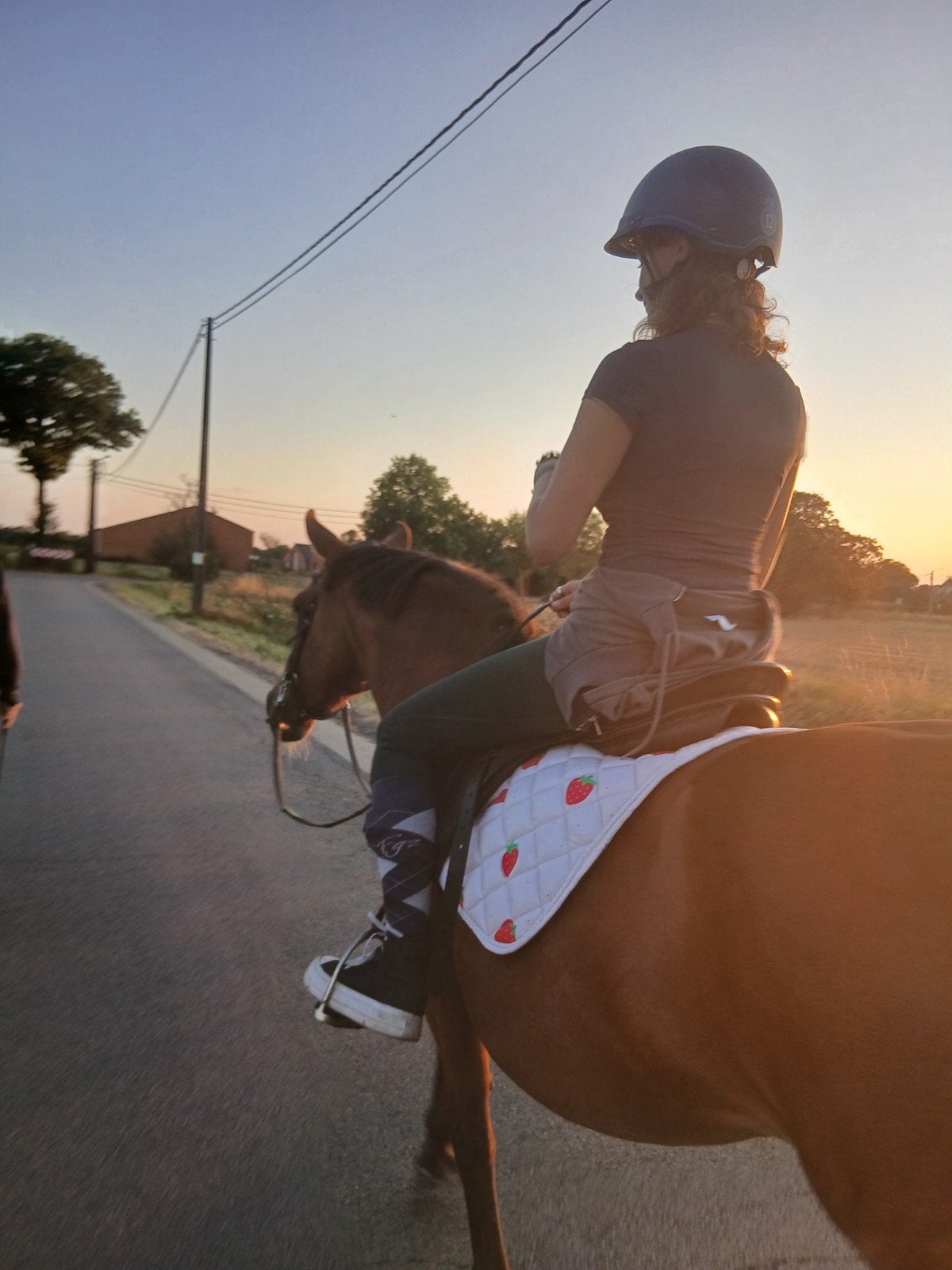 hulp nodig bij paarden?, Meerdere dieren, Niet van toepassing, Recreatiepaard