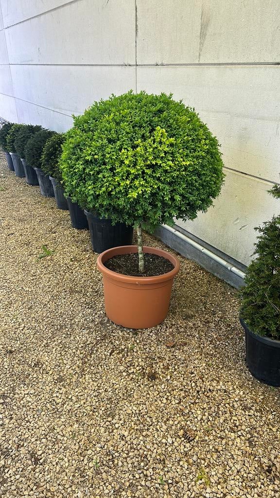 Buxus, Ophalen, Buxus