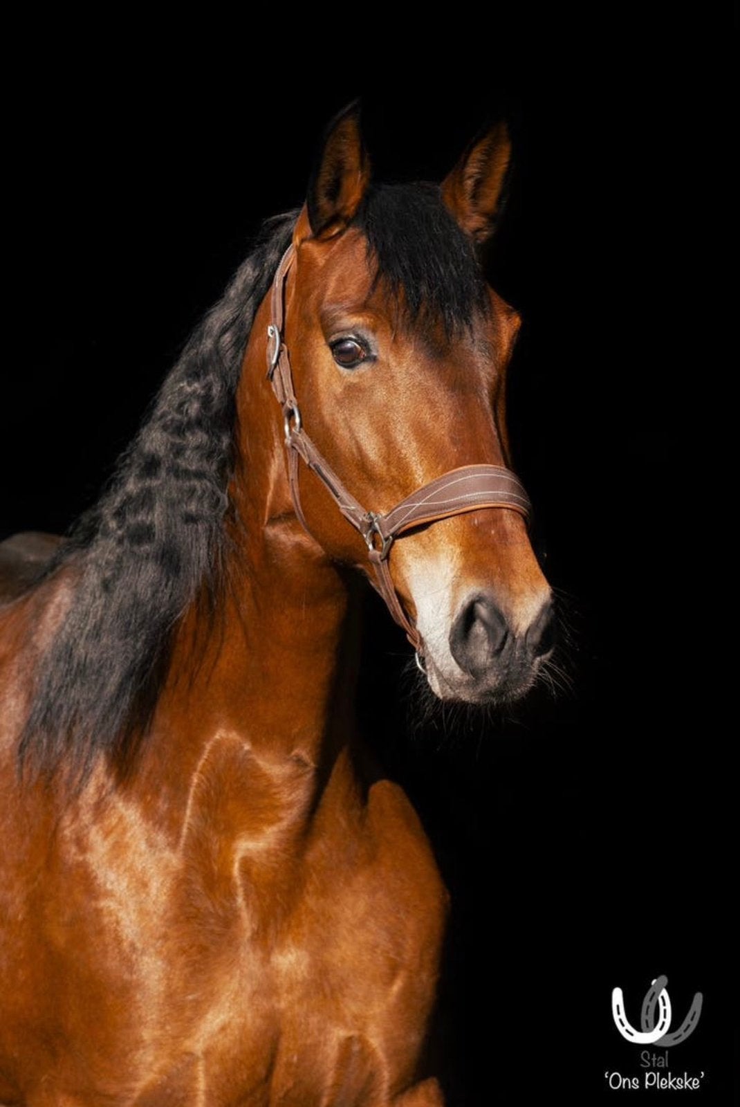 Lieve allround merrie, L, 7 tot 10 jaar, 160 tot 165 cm, Recreatiepaard
