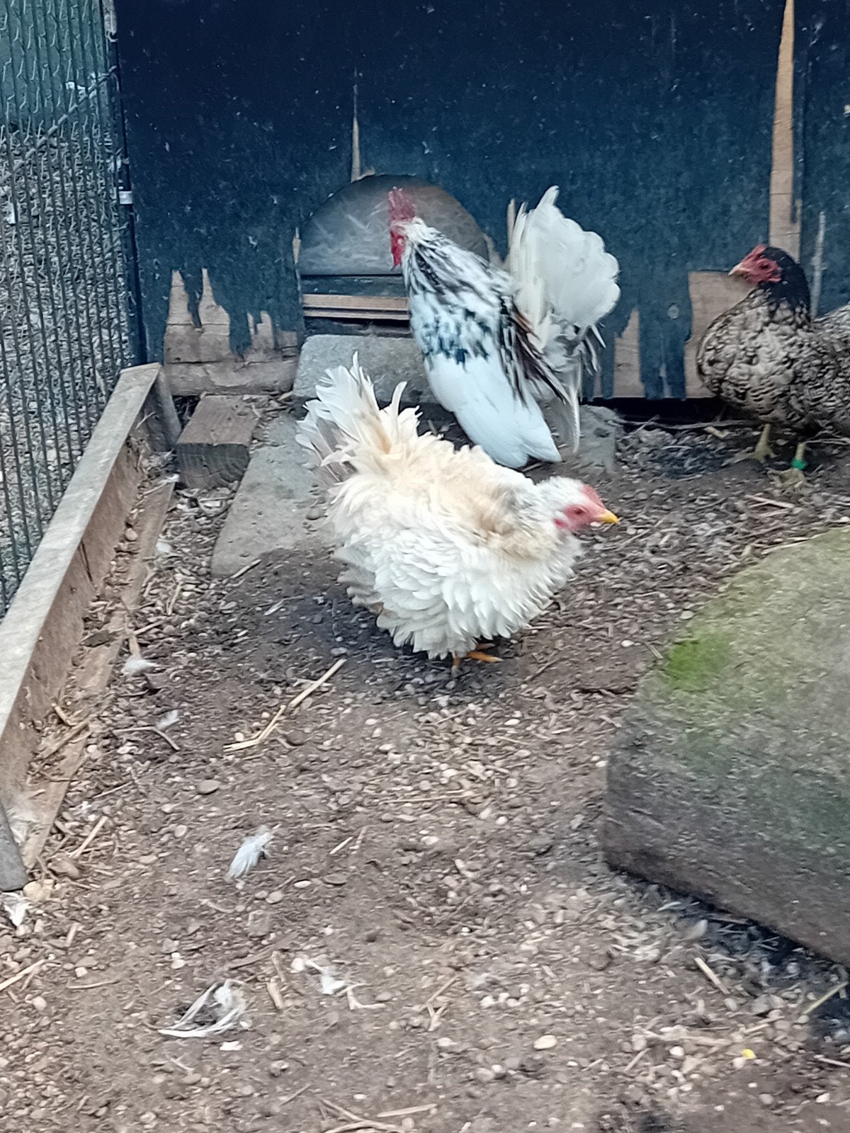 3 trio's serama's te koop, Dieren en Toebehoren, Meerdere dieren, Kip