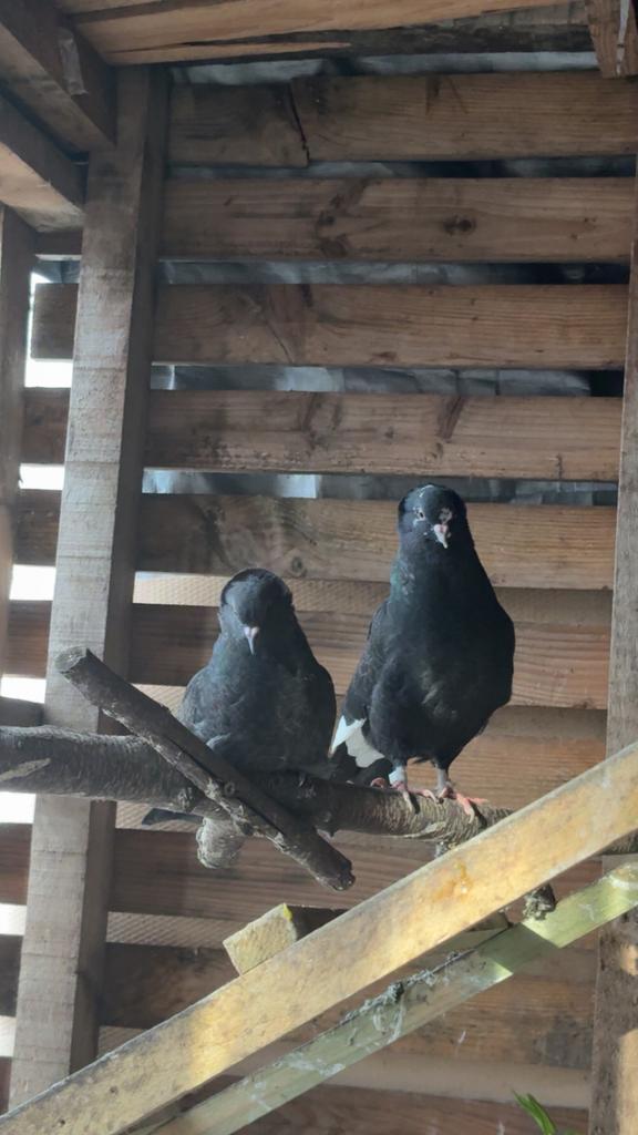 Kapucijn duiven, Dieren en Toebehoren, Ophalen