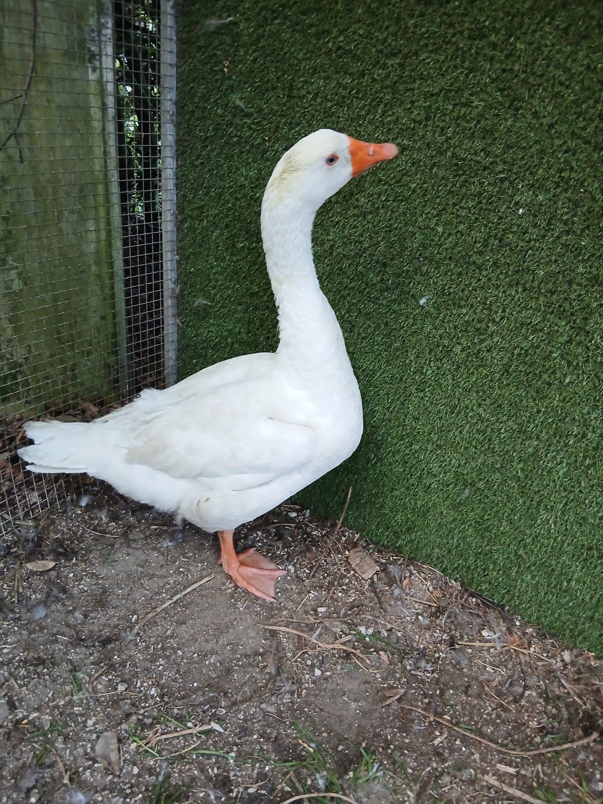 witte gans en 6 blauwe eenden, Dieren en Toebehoren