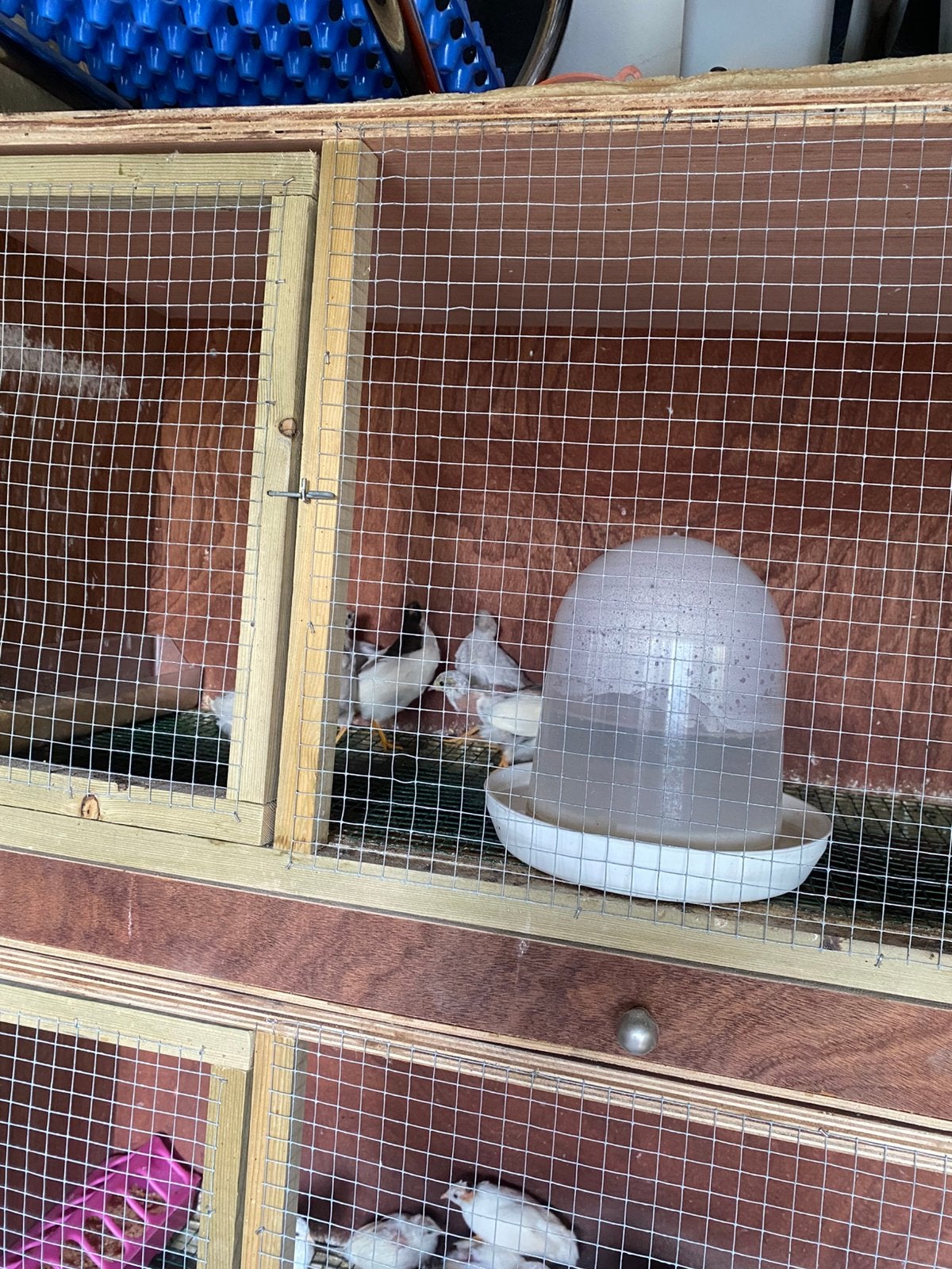 Trio bonte chinesedwergkwartels 2026, Dieren en Toebehoren, Vogels | Overige Vogels