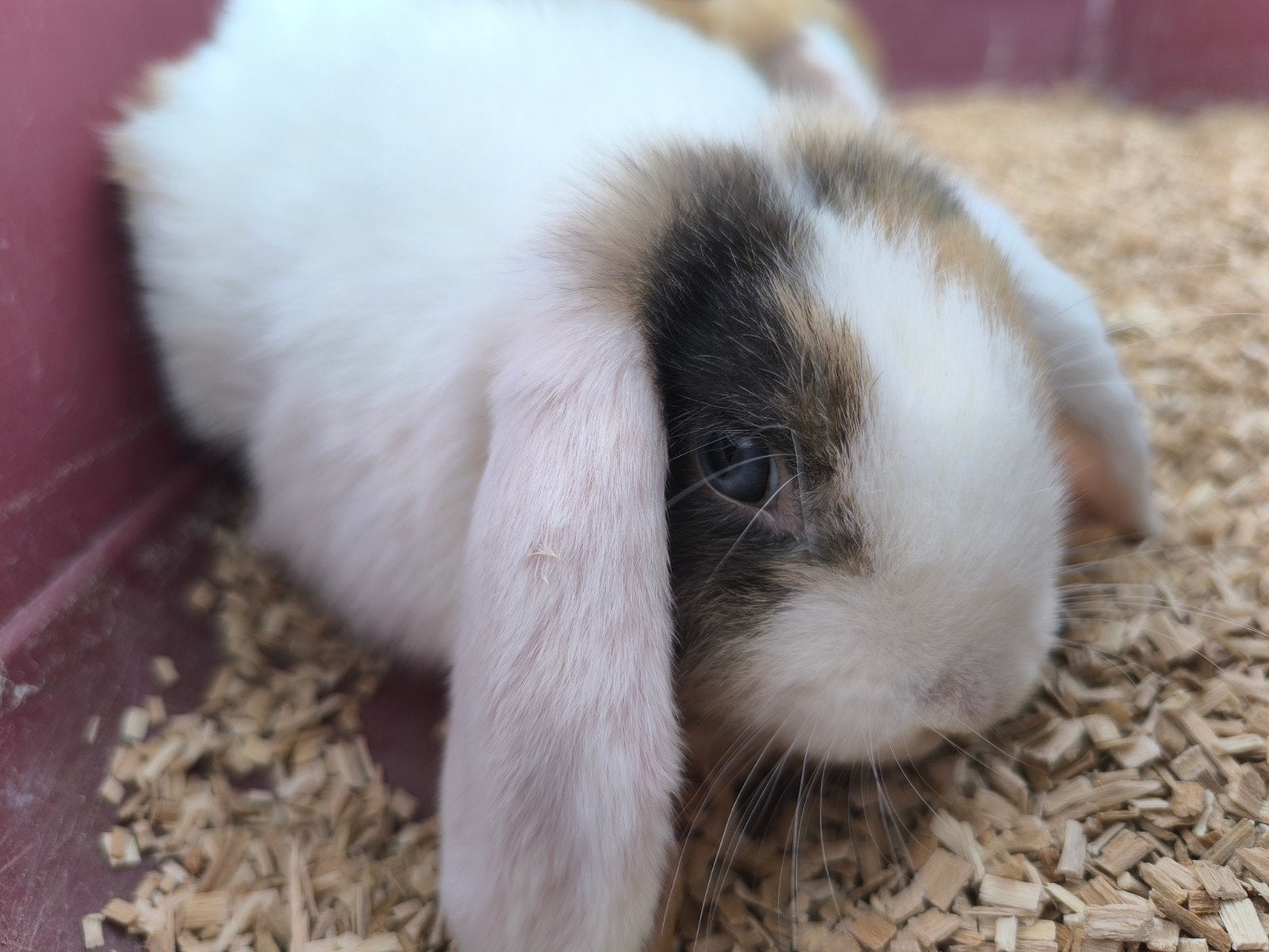 Nederlandse dwerghangoor konijn meisje met blauwe oogjes, Animaux & Accessoires, Lapins