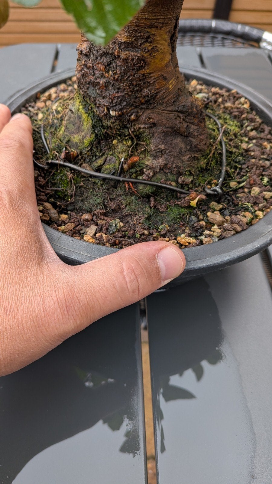 bonsai appel, Jardin & Terrasse, Enlèvement