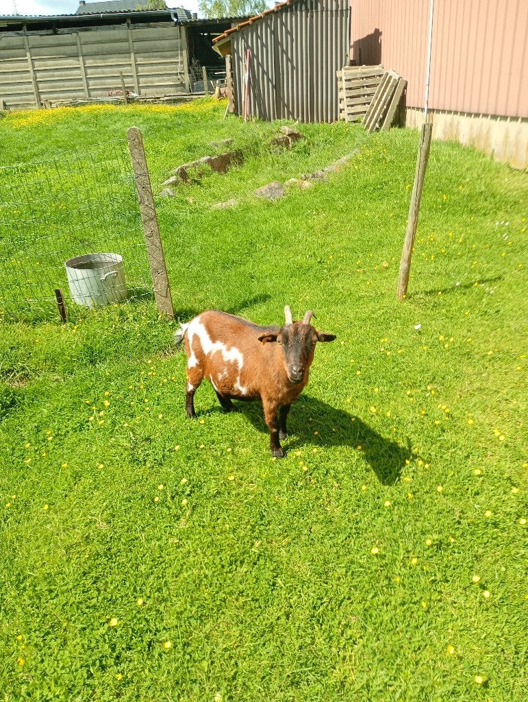 Dwerggeitjes donkerbruin en gevlekt, Vrouwelijk