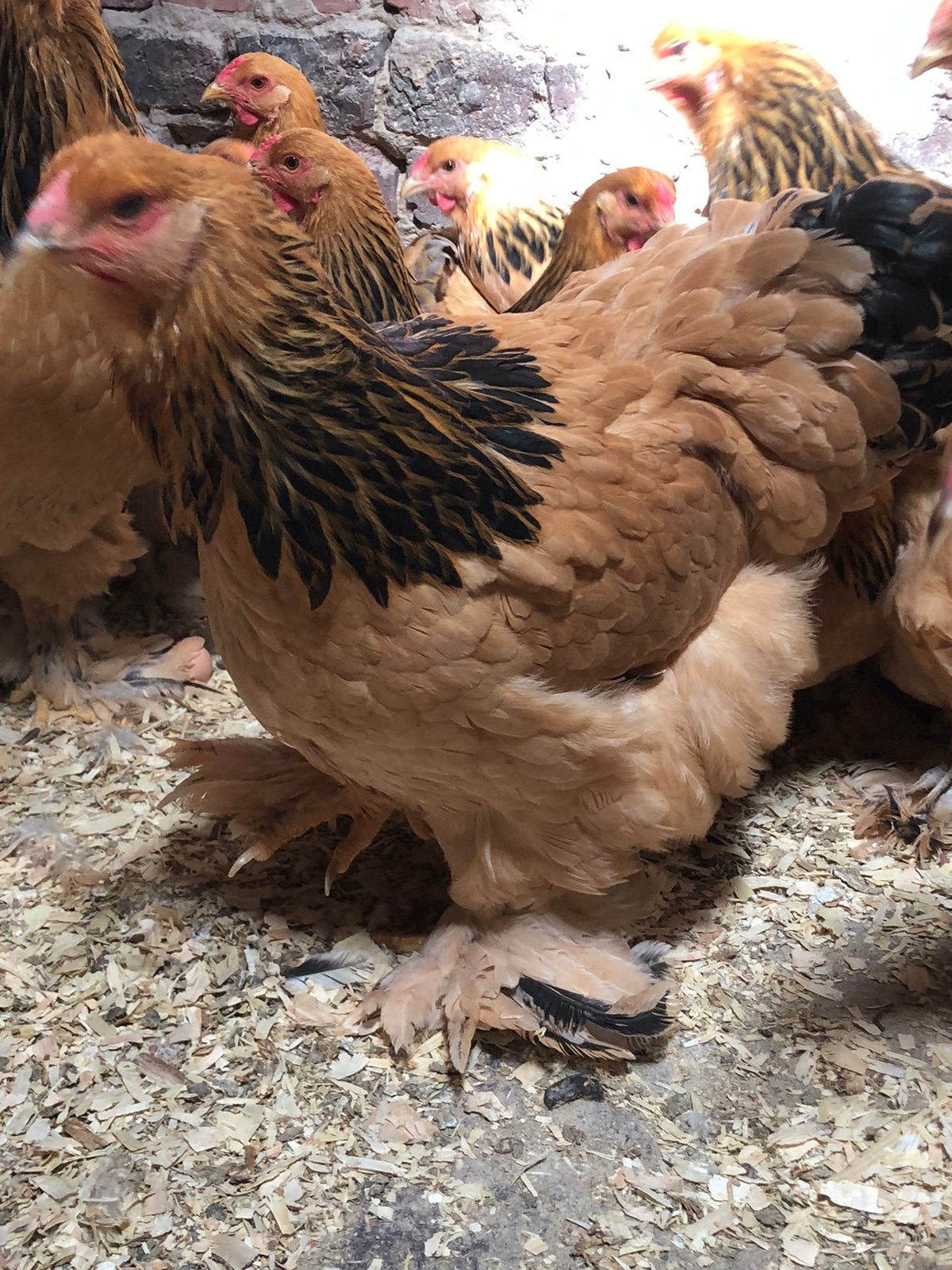 Brahma krielen hennen in leg, Dieren en Toebehoren, Pluimvee, Vrouwelijk, Kip