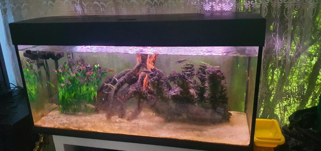 Aquarium met vissen, Ophalen, Decoratie