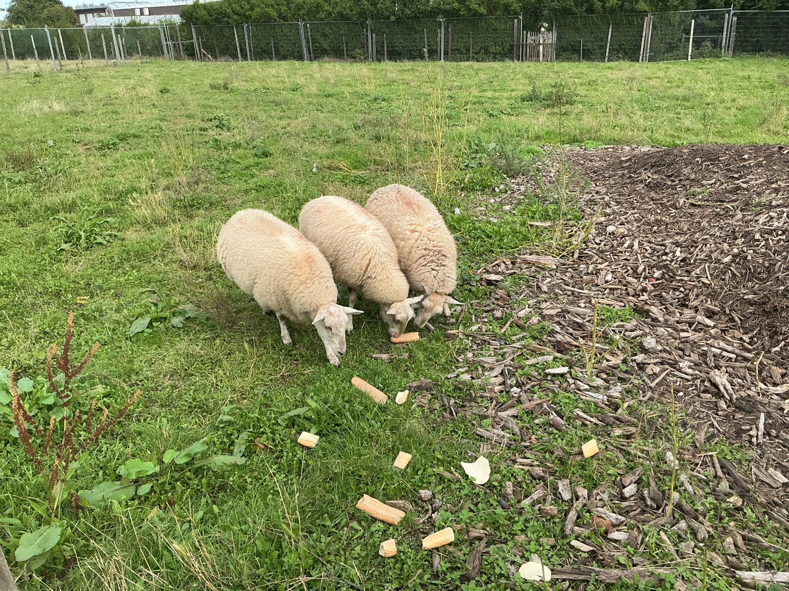 3 heideschapen, Schaap, 0 tot 2 jaar