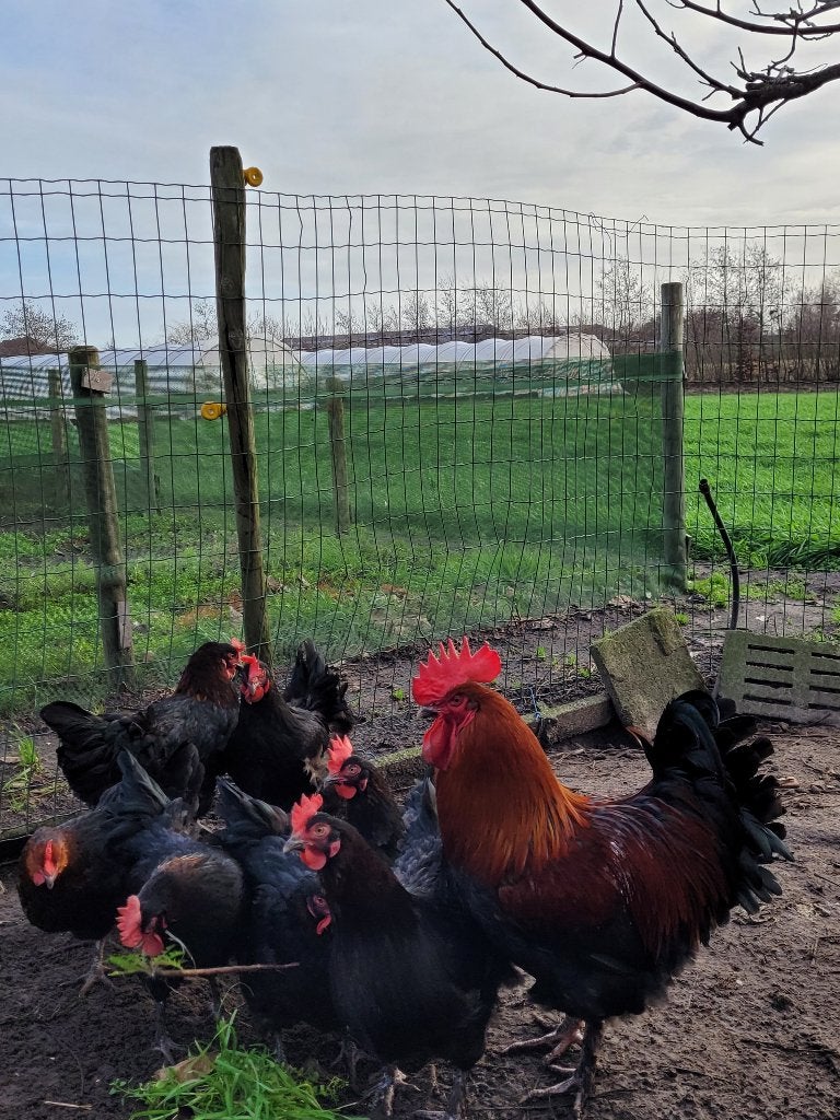 Fok toom Marans zwart koperhals, Dieren en Toebehoren