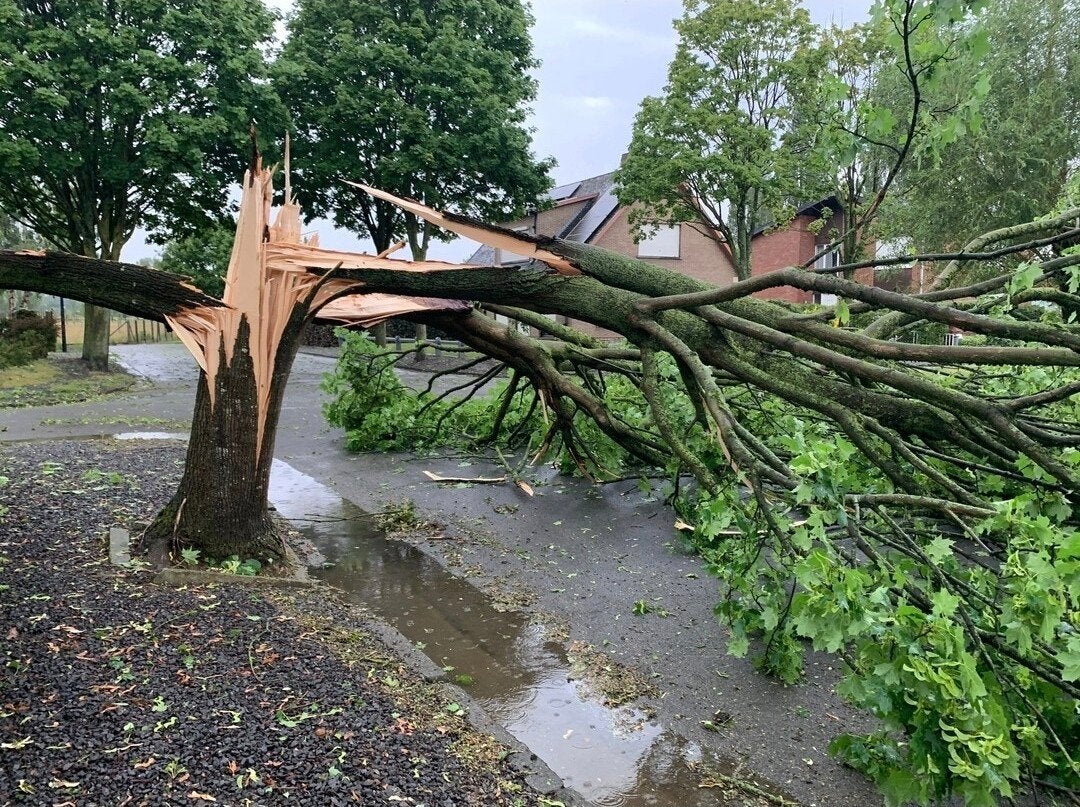 Stormschade? Gevaarlijke takken verwijderen in ZW-vlaanderen, Envoi