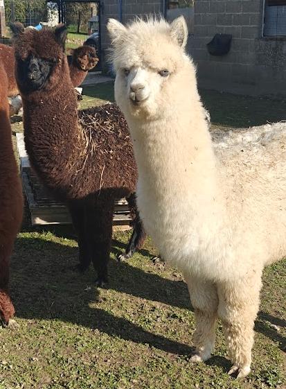 Jonge alpaca : zwarte merrie en witte hengst, Juni, Meerdere dieren