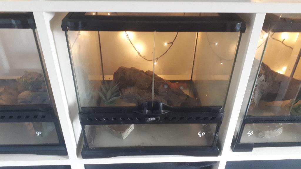 Exo terra 30x30x30 terrarium nieuwstaat, Dieren en Toebehoren, Ophalen, Zo goed als nieuw, Terrarium of Paludarium