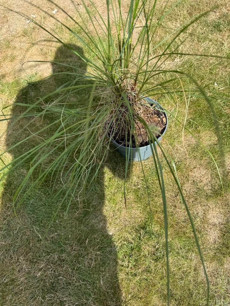 Siergras, Tuin en Terras, Ophalen