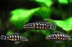 Julidochromis cichlide, Dieren en Toebehoren, Ophalen, Inclusief vissen