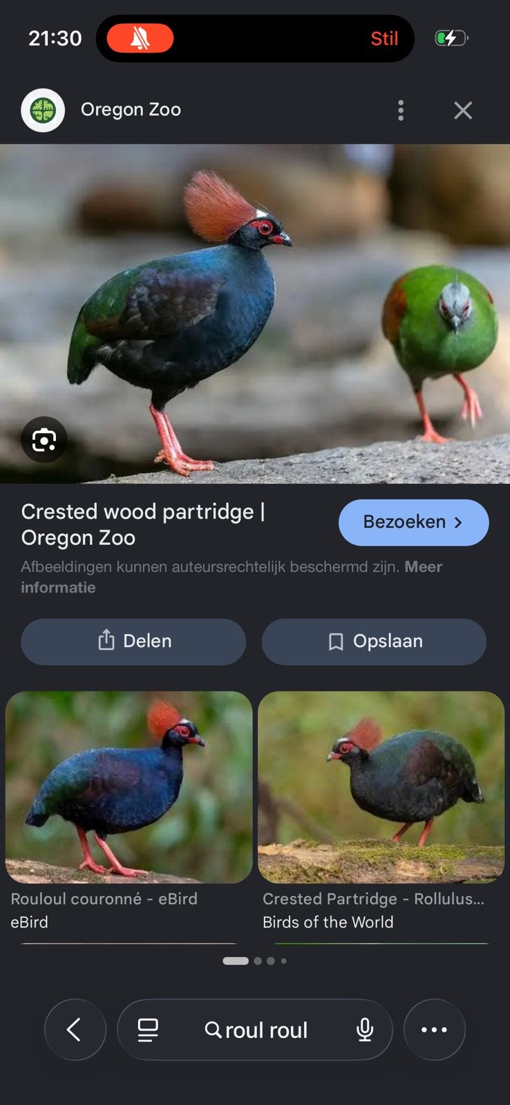 Gezocht: roul roul of Chinese dwergkwartel