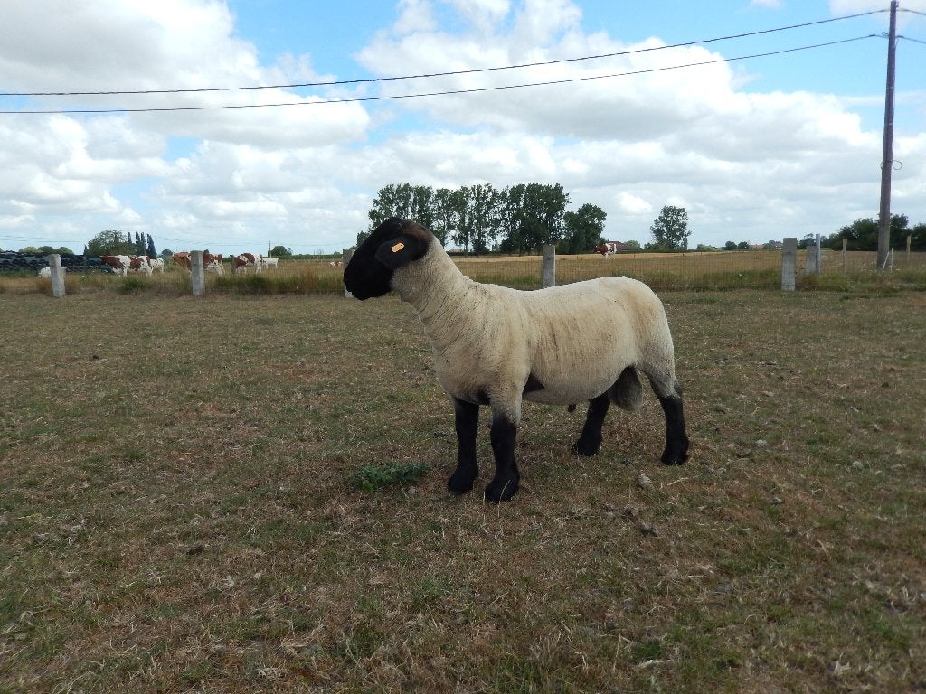 ramlam suffolk, Dieren en Toebehoren, Schapen, Geiten en Varkens, Mannelijk, Schaap, 0 tot 2 jaar