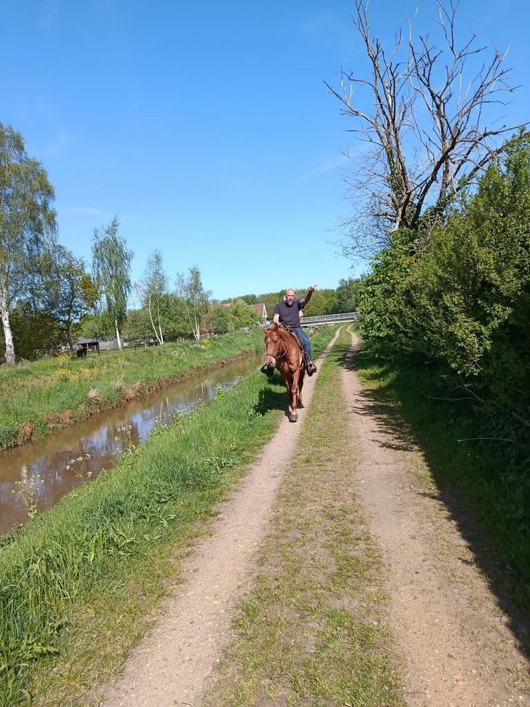 Bwp merrie, Dieren en Toebehoren, Merrie, Met stamboom, Zadelmak, 160 tot 165 cm