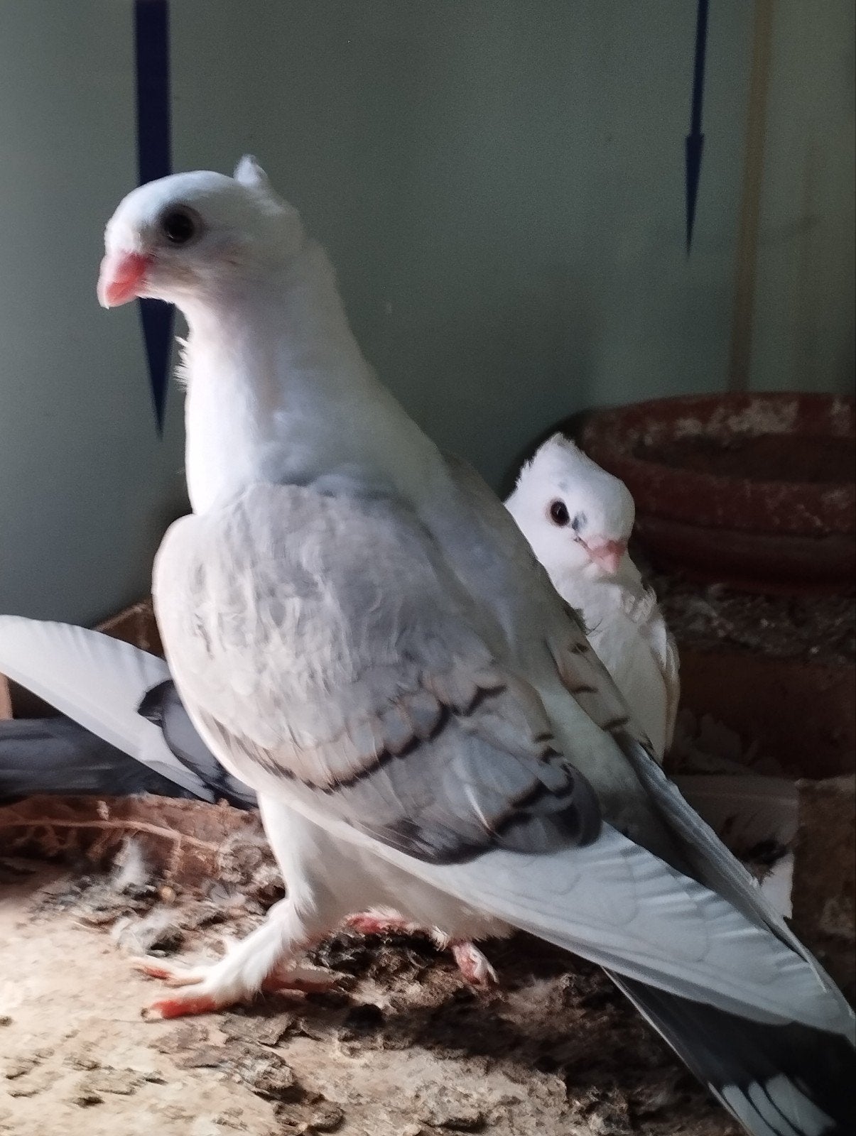 oosters meeuwke, Dieren en Toebehoren, Vogels | Duiven