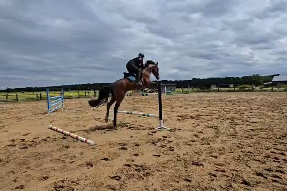 Springpaard 7 jaar, Hongre, Avec pedigree, L, 160 à 165 cm