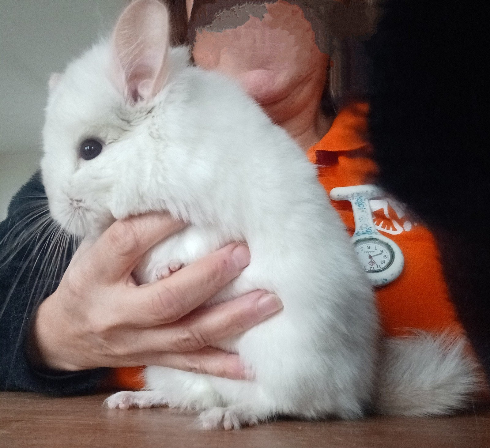Pink white angora bokje, Animaux & Accessoires, Rongeurs, Mâle, Chinchilla, Août