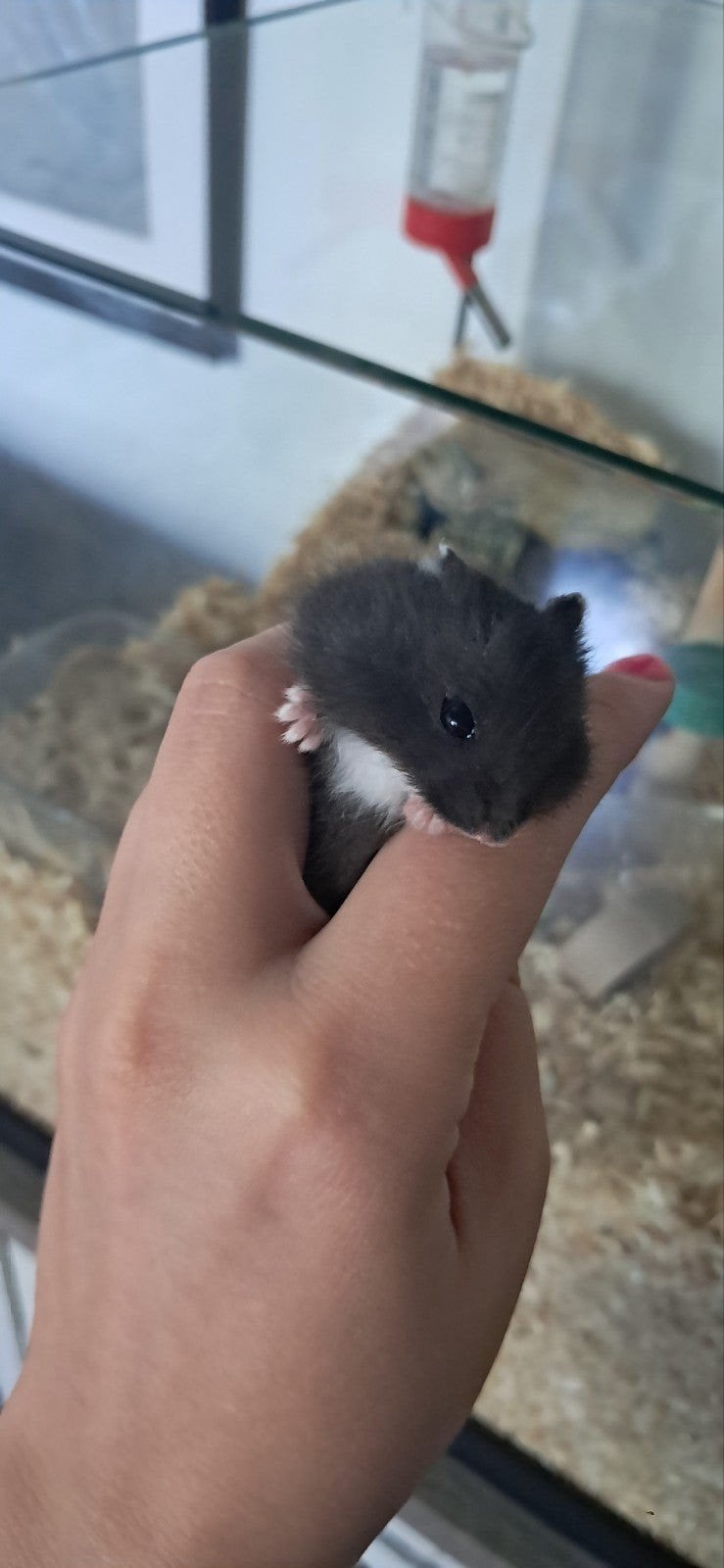 russische dwerghamster 3weken en 3dagen oud., Hamster, Augustus, Meerdere dieren, Tam