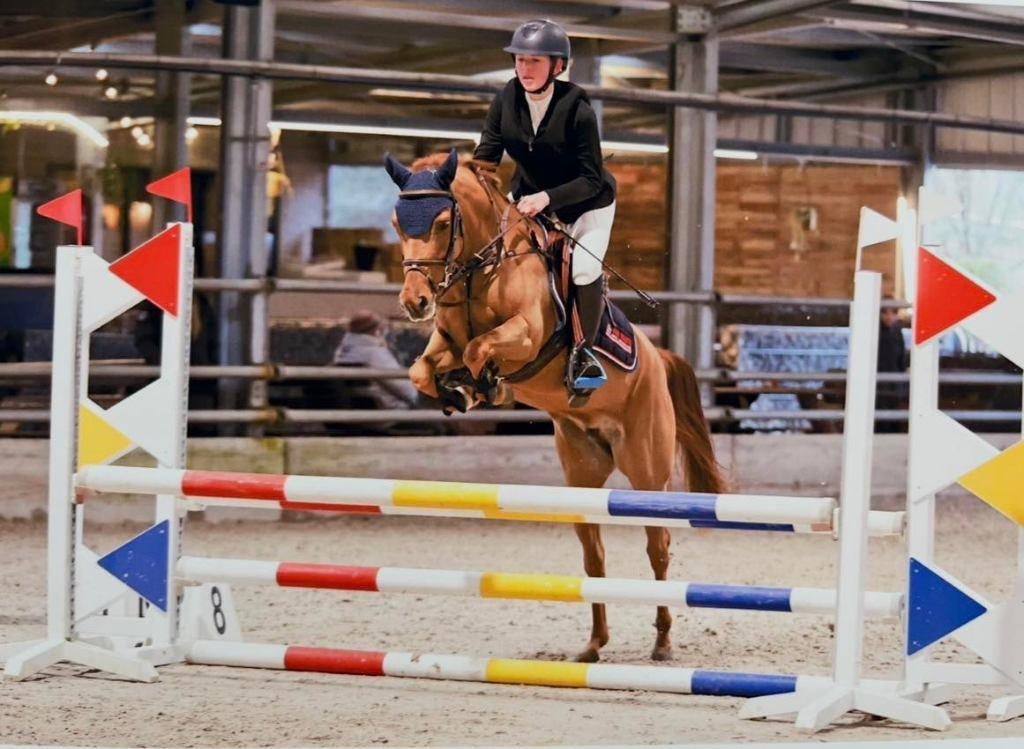 Talentvolle New Forest merrie – 5 jaar – ca. 139 cm, Dieren en Toebehoren, Pony's, Merrie, Springpony, 3 tot 6 jaar, D pony (1.37m tot 1.48m)