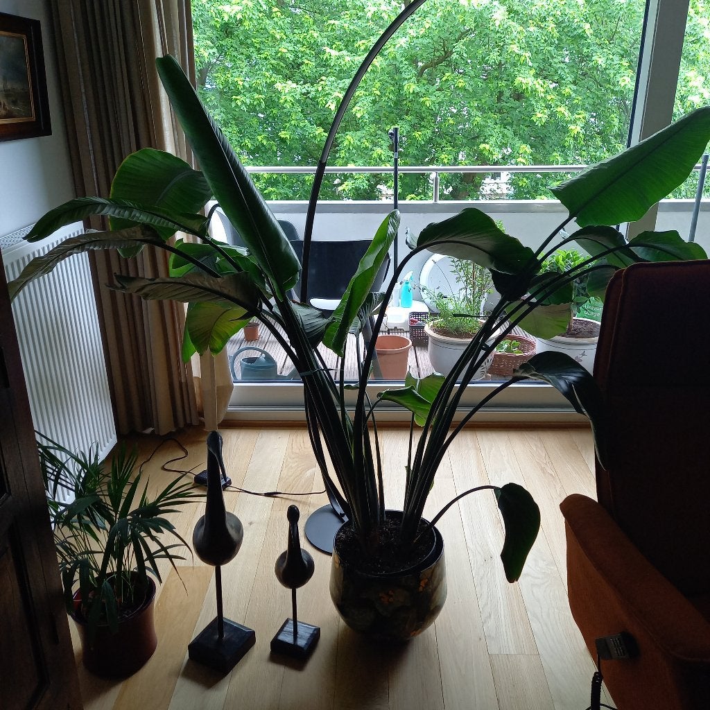 Kamerplant strelitzia, Huis en Inrichting, Kamerplanten, Ophalen, Overige soorten, In pot, 150 tot 200 cm