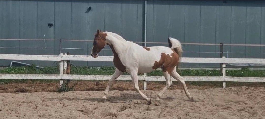 weidemaatje/coaching paardje, Jument, Poney E (1.48 m - 1.57m), 11 ans ou plus