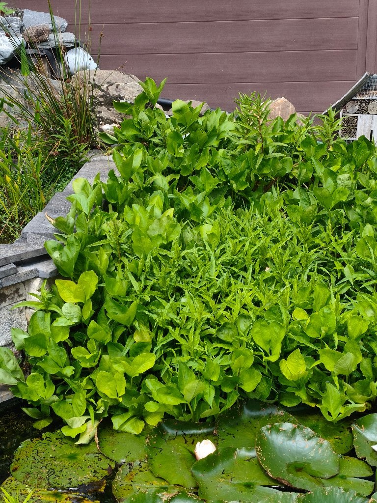 GRATIS vijverplanten : drieblad en holle pijp, Tuin en Terras, Ophalen, Vaste plant, Halfschaduw, Zomer