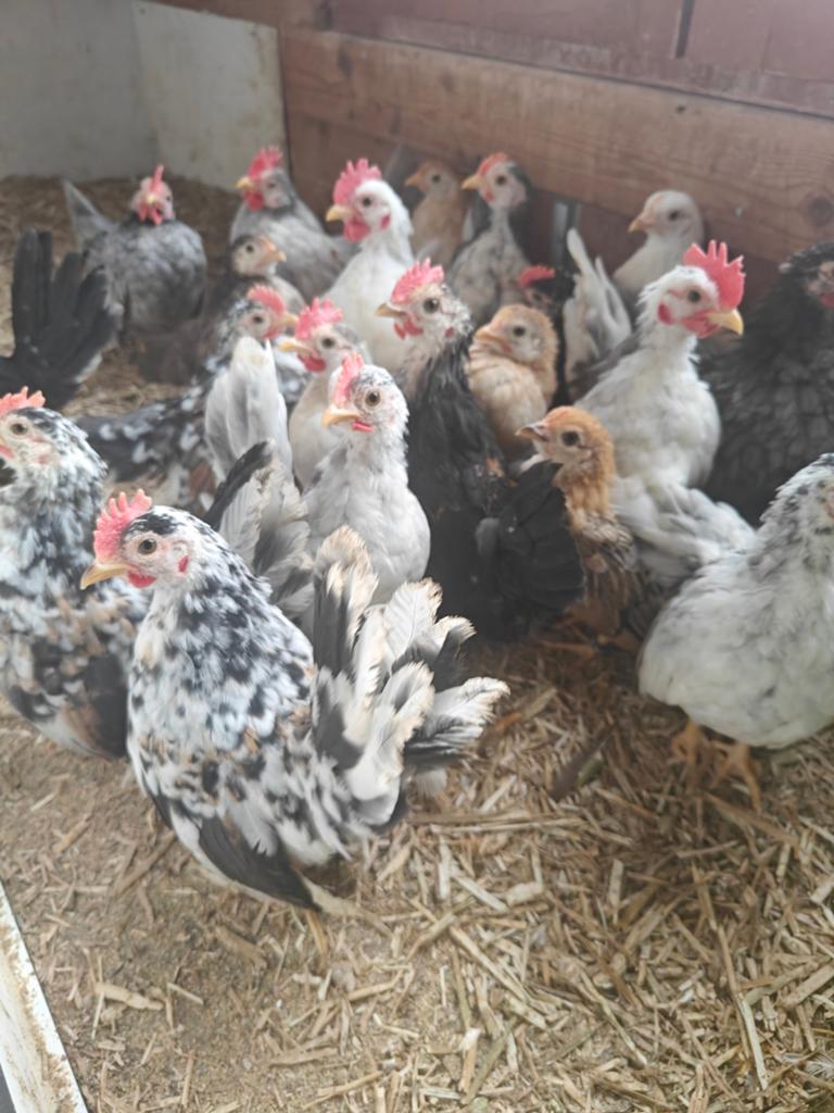 Serama 2026, Dieren en Toebehoren, Pluimvee