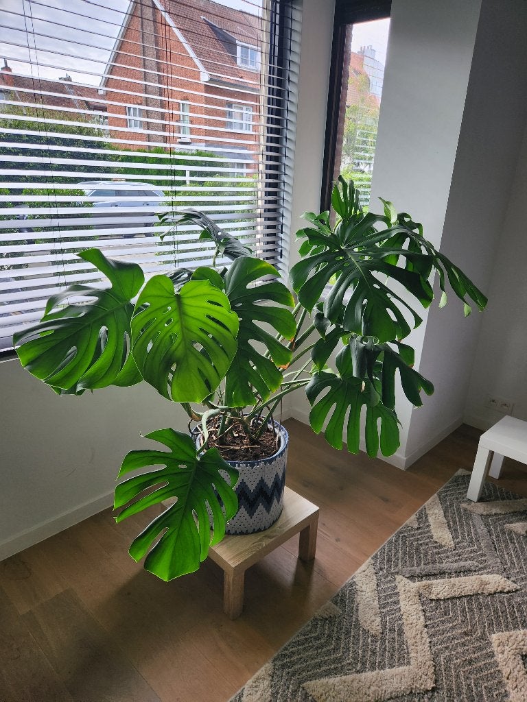 Grote Monstera deliciosa kamerplant, Ophalen