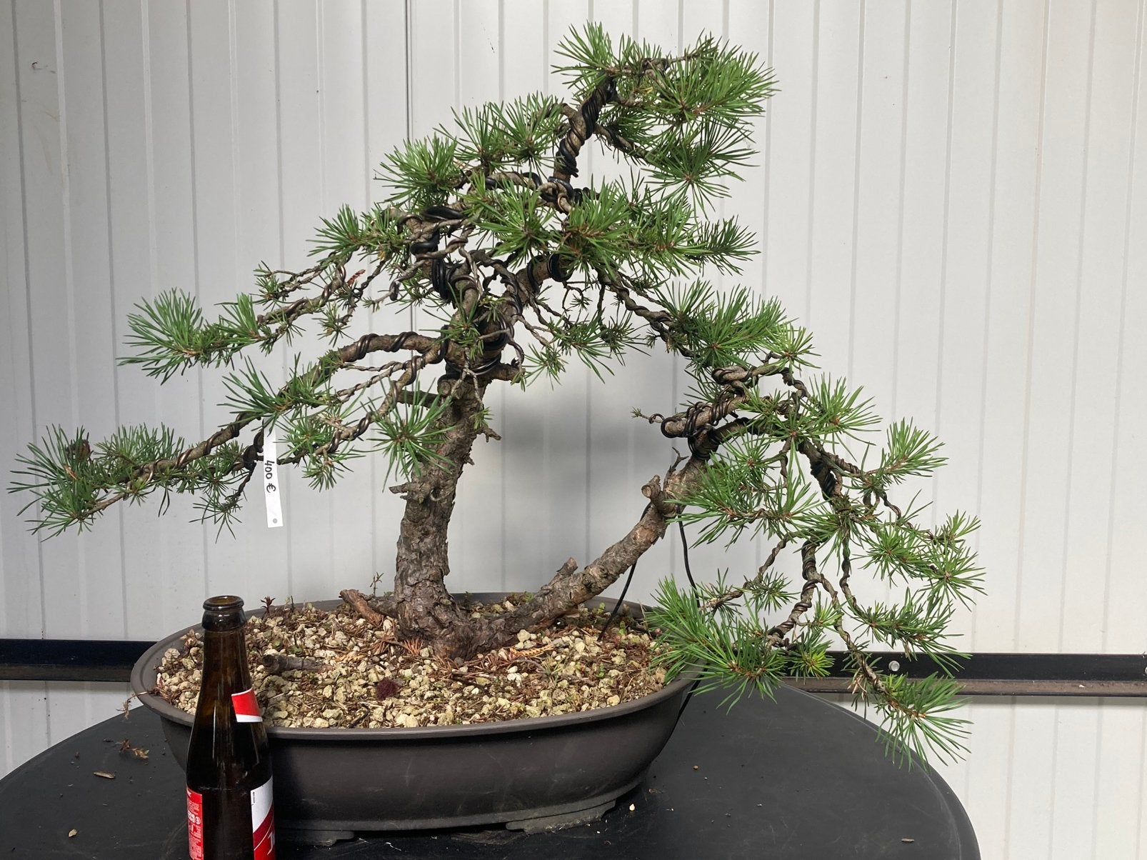 Bonsai pinus sylvestris yamadori, Tuin en Terras, Planten | Bomen, Ophalen
