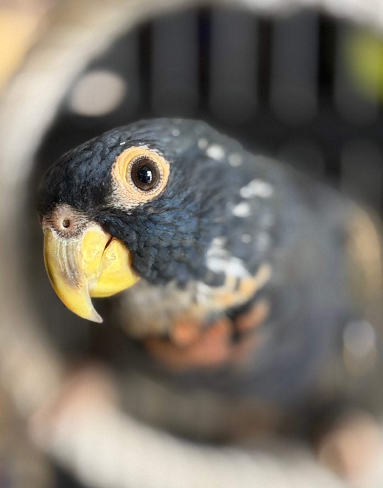 Bronsvleugel pionus